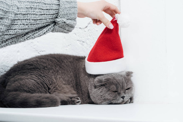 cropped view of woman putting santa hat on cute scottish fold cat - Фото, изображение