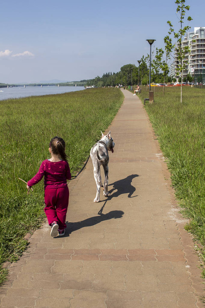 Little girl with Great Dane - Photo, Image