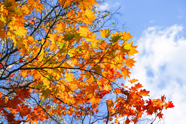 Autumn season colorful of leaves  in Maruyama Park at  Hokkaido Japan - Фото, изображение