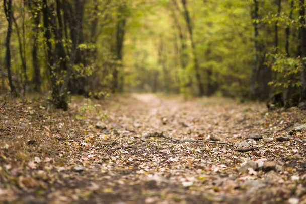 Detail van het pad in de herfst bos - Foto, afbeelding