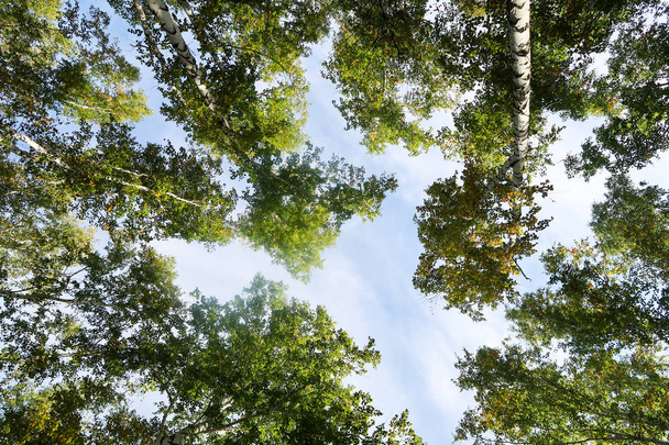birch forest view to the sky, autumn nature - Photo, Image