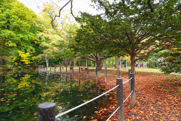北海道の円山公園の葉のカラフルな秋のシーズン - 写真・画像