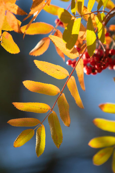autunno albero ashberry colori vivaci della natura
 - Foto, immagini