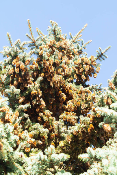 pine cones on blue spruce - Photo, Image