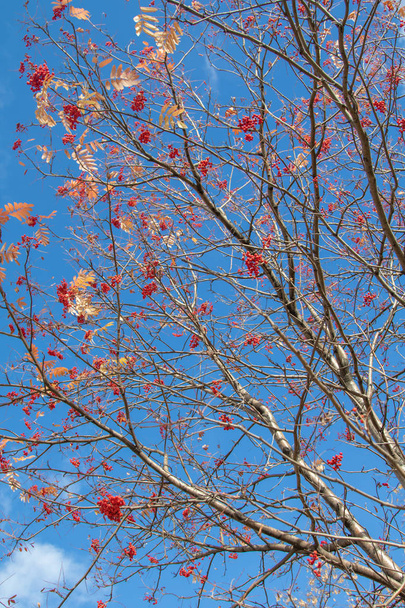 podzimní strom Jeřabina světlé barvy přírody - Fotografie, Obrázek