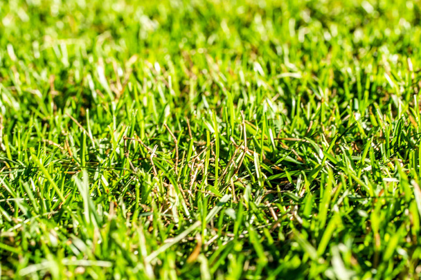 green grass background focus on the center - Photo, Image