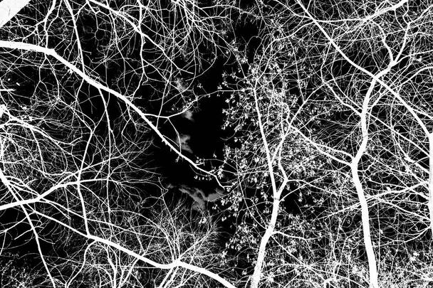 árbol ramas silueta blanca sobre fondo negro
 - Foto, imagen