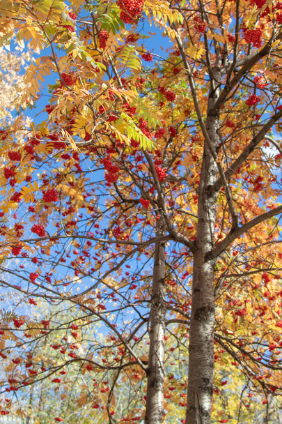 Jesienne drzewo ashberry jasne kolory natury - Zdjęcie, obraz
