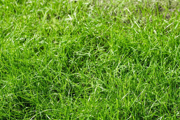 green grass with a bokeh blurred background - Fotó, kép