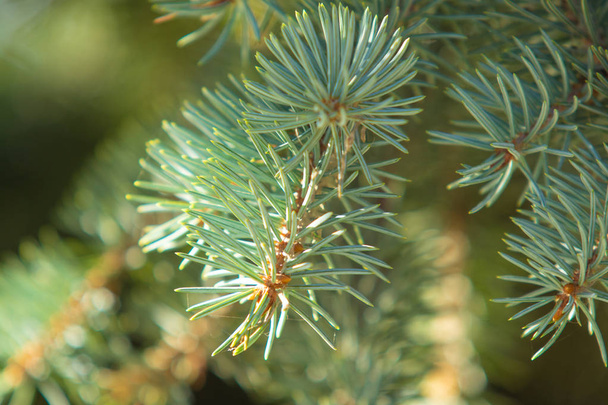 conos de pino y ramas en abeto azul
 - Foto, Imagen