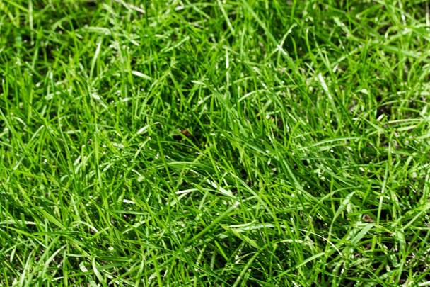 zelená tráva, bokeh, rozostřené pozadí - Fotografie, Obrázek