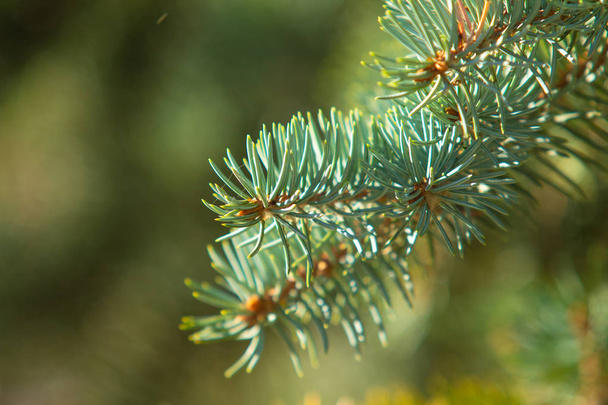 pine cones and branches on blue spruce - Zdjęcie, obraz