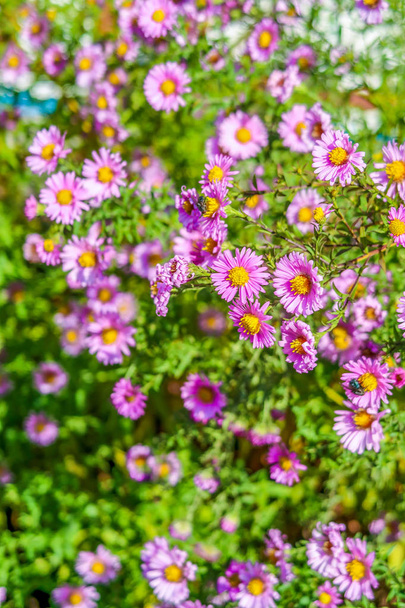 μοβ λουλούδια Μπους κοντινό μαργαρίτες - Φωτογραφία, εικόνα