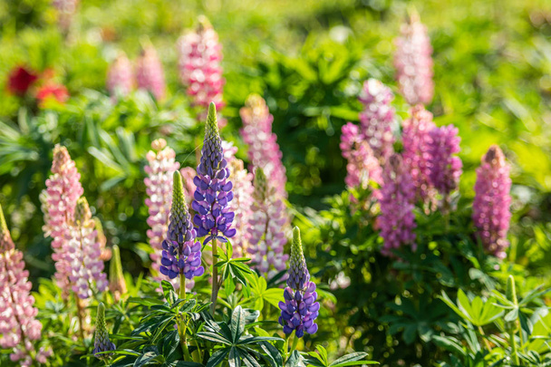 Lupinus flowers are bright with green foliage nature - Foto, imagen