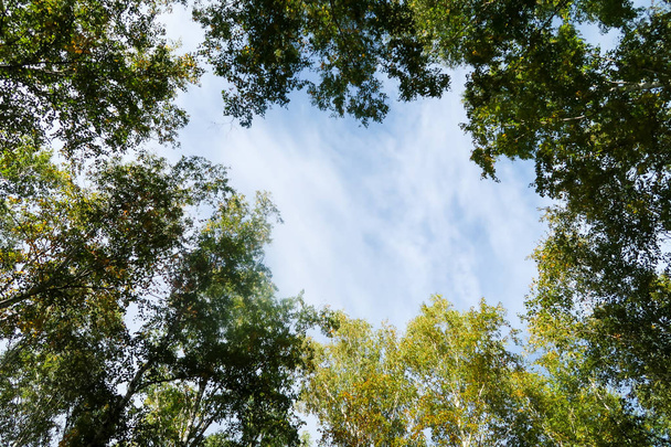 Berk boszicht naar de hemel, de herfst natuur - Foto, afbeelding