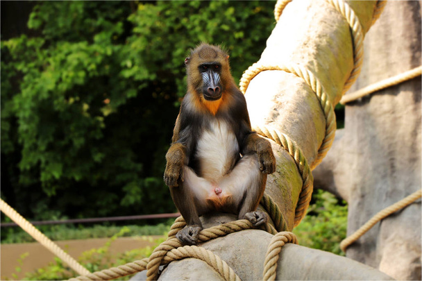 A Mandrillus sphinx sitting on the trunk and showing us his penis. A sexaul organ of monkey. He is sexual active. Monkey looking on some monkey females - Photo, Image