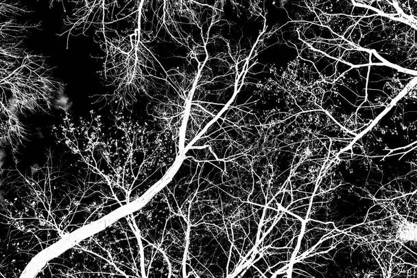 árvore ramos silhueta branca no fundo preto
 - Foto, Imagem