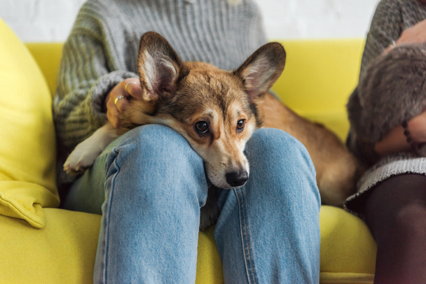 cropped shot of woman sitting on couch and carrying adorable corgi dog - Foto, Imagem