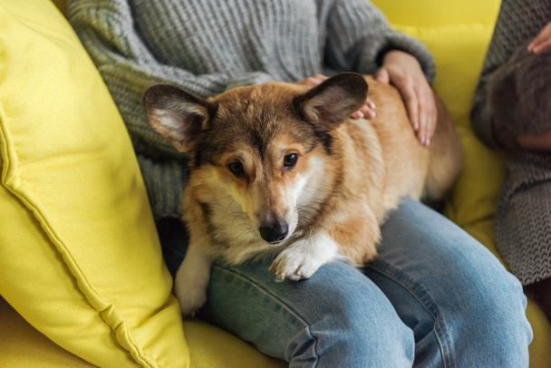 cropped shot of woman sitting on couch and carrying corgi dog - 写真・画像