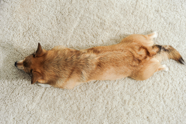 top view of corgi dog lying on carpet - Foto, afbeelding