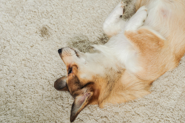 カーペットの上に横たわっている愛らしいコーギー犬のハイアングル - 写真・画像