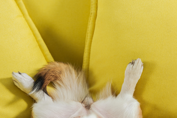 cropped shot of corgi dog lying on yellow couch - Foto, afbeelding
