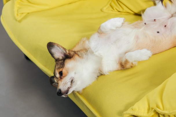 adorable corgi dog lying on back on yellow couch and looking down - Foto, imagen