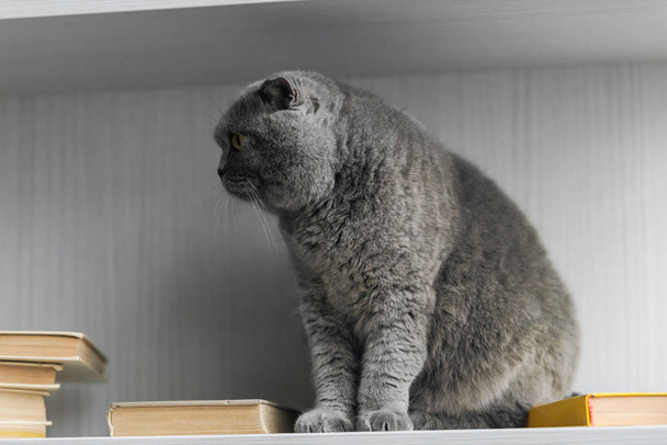 bonito escocês dobra gato sentado na estante e olhando para longe
 - Foto, Imagem