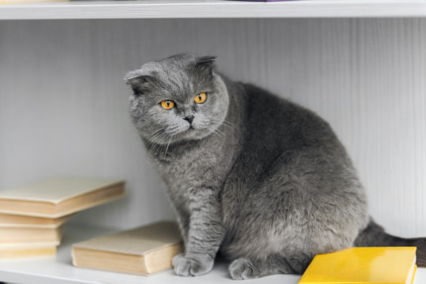adorable scottish fold cat sitting on bookshelf and looking away - Zdjęcie, obraz