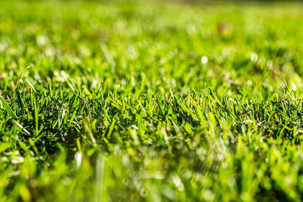 verde hierba fondo foco en el centro
 - Foto, imagen