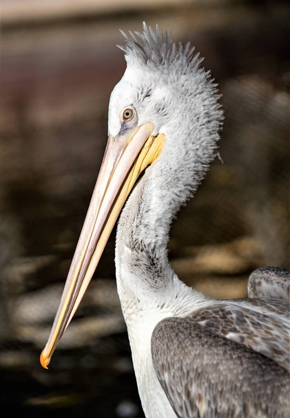 kuş Pelikan yakınındaki su doğa - Fotoğraf, Görsel
