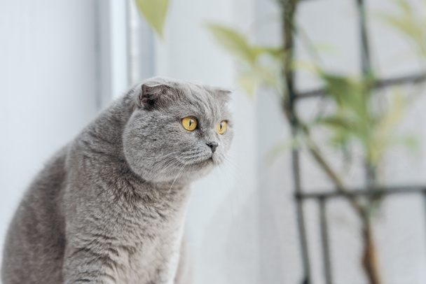 excitado escocés plegable gato sentado en windowsill en casa
 - Foto, Imagen