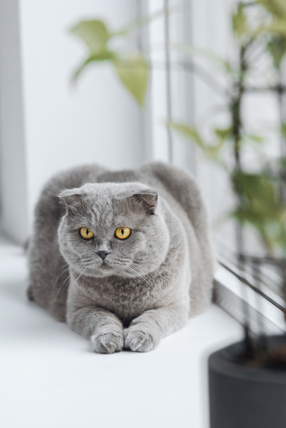 söpö Scottish kertainen kissa rentouttava ikkunalaudalla kotona ja katselee pois
 - Valokuva, kuva