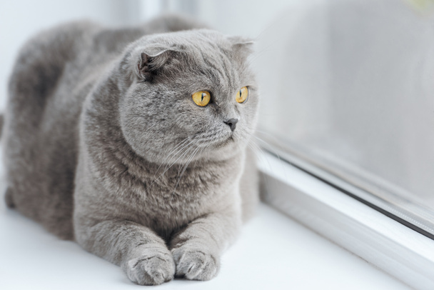 zár-megjelöl szemcsésedik-ból aranyos Skót Karám macska pihentető ablakpárkányon - Fotó, kép