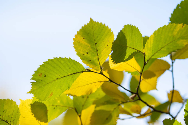 осіннє жовте і зелене листя крупним планом пейзаж
 - Фото, зображення