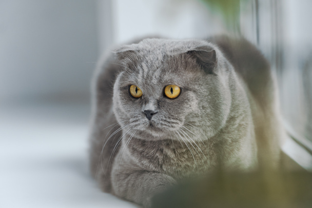 close-up shot of scottish fold cat relaxing on windowsill and looking away - Foto, Bild