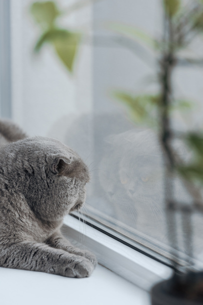 primer plano tiro de escocés plegable gato acostado en ventana alféizar en casa y mirando a través de ventana
 - Foto, Imagen