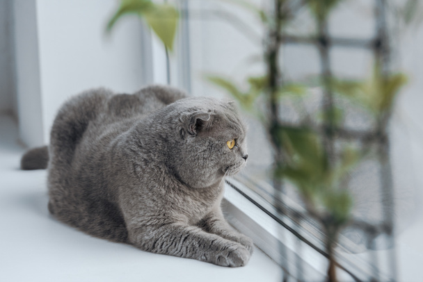 primer plano de lindo escocés recta gato acostado en ventana alféizar en casa y mirando a través de ventana
 - Foto, Imagen