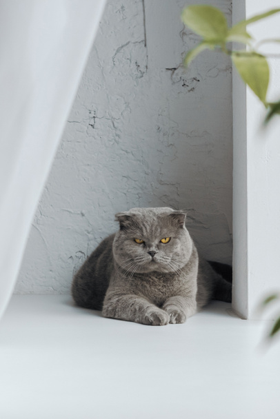 unhappy scottish fold cat lying on windowsill at home and looking at camera - Фото, зображення