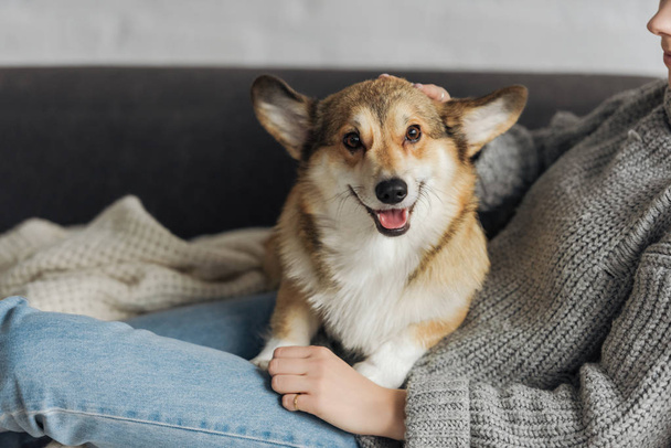 cropped shot of woman relaxing on couch with her corgi dog - Zdjęcie, obraz