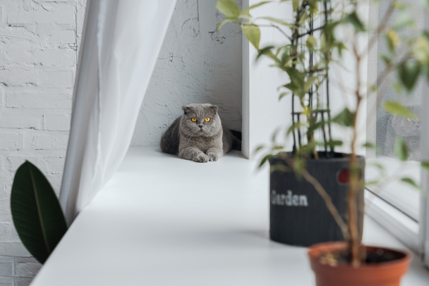 adorable scottish fold cat lying on windowsill at home and looking at camera - Foto, Bild