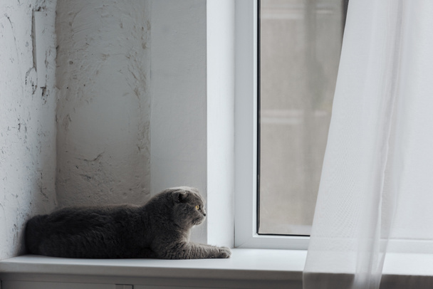 adorable scottish fold cat lying on windowsill at home - Fotoğraf, Görsel