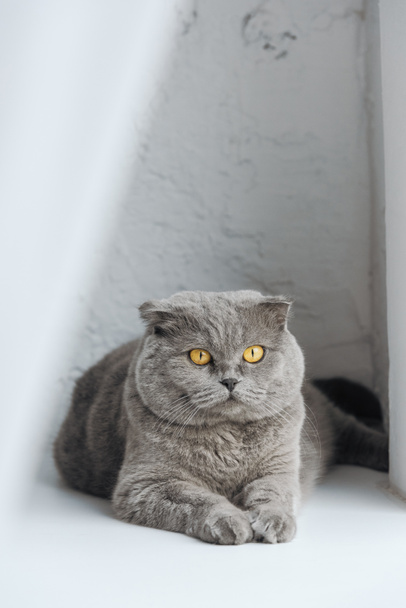 Close-up shot van schattige scottish fold kat liggend op de vensterbank achter gordijn - Foto, afbeelding
