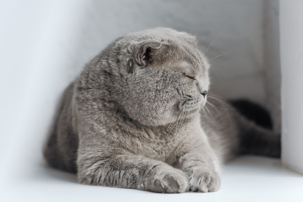 close-up shot of adorable scottish fold cat sleeping on windowsill - Valokuva, kuva