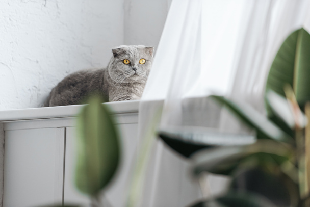 scottish fold cat lying on windowsill and looking at camera - Photo, Image