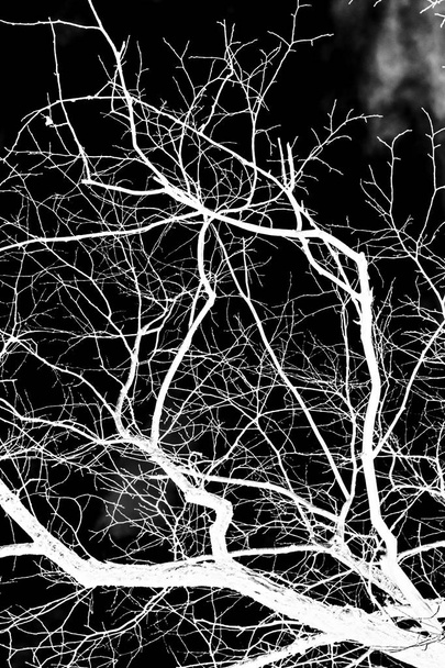 branches d'arbre silhouette blanche sur fond noir
 - Photo, image