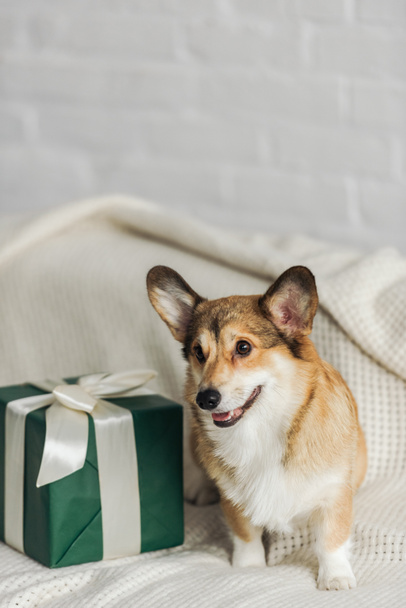 cute corgi dog with gift box standing on couch - Valokuva, kuva