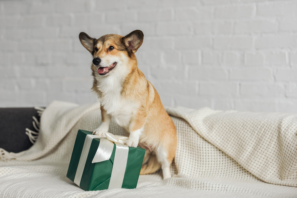 adorable corgi dog with gift box standing on couch - Zdjęcie, obraz