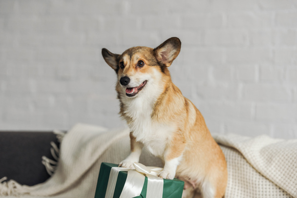 adorable little corgi dog with gift box standing on couch - Valokuva, kuva