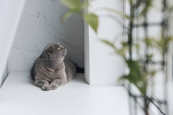 милый серый кот лежит на подоконнике и смотрит вверх
 - Фото, изображение